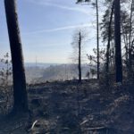 Königsforst Waldbrand Tütberg Bergisch Gladbach